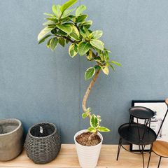 フィカス ジン 曲がり インテリア 観葉植物 斑入り 匿名発送 - メルカリ