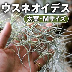 エアープランツ キセログラフィカ＆ウスネオイデス セット - メルカリ