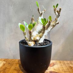 アデニア アクレアータ 現地球 発根済 三州 みやび鉢付き - メルカリ