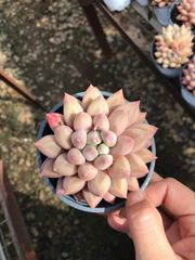 新入荷 キンギョヒメ×18株 Z6193抜き苗 多肉植物 詰め合わせ
