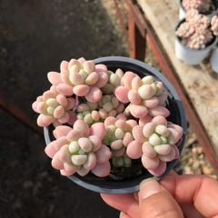 新入荷 キンギョヒメ×18株 Z6193抜き苗 多肉植物 詰め合わせ