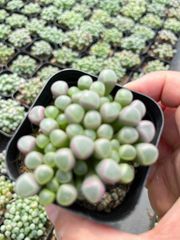 新入荷 キンギョヒメ×18株 Z6193抜き苗 多肉植物 詰め合わせ