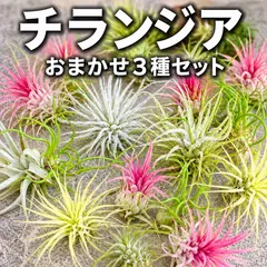 エアプランツ　【おまかせ３種類　Sサイズ】　チランジア　エアープランツ