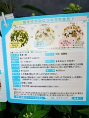 ラグランジア　ブライダルシャワーのサムネイル