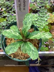 Bucephalandra sp. “Twinkle” - メルカリ