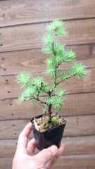 日本の五針松小品 - メルカリ