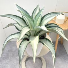 現品］【希少】2番 アガベ クイック シルバー 7号 観葉植物 レア