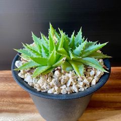 アロエ 多頭 ラモシシマ 4頭 実生苗 ビザールプランツ 珍奇植物
