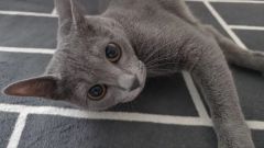 砂雲様♡専用•*¨*•.¸¸♬︎おすそ分けnene様素材色々 - メルカリ