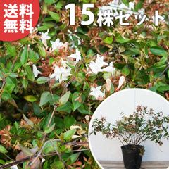 超逸品。ヒメシャリンバイ1.5M(鉢底から) - メルカリ