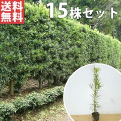 逸品。仕立てオリーブ ピクアル1.5M(鉢底から) - メルカリ