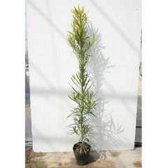 ウォールムバンクシア　アエムラ　鉢植えX 苗木　オージープランツ　ドライガーデン ウォールムバンクシア アエムラ 鉢植えG 苗 オージープランツ ドライ