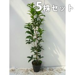 超絶品。ジューンベリー大株立ち1.8M(鉢底から)品番E - メルカリ