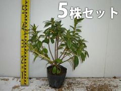 グルミチャマ　実生苗　5年生 グルミチャマ 実生苗 5年生 - メルカリ