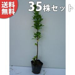 ブルーベリー苗オニール3.5号ポット42本セット - メルカリ