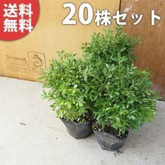 常緑樹 ツゲ 玉仕立て 7号 2鉢セット - メルカリ