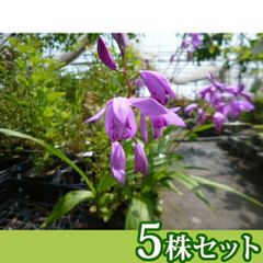 約1m ルピナス 紫色 花苗 庭植え用 根ごと - メルカリ
