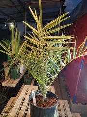 グレビレア ハニーワンダー 6号鉢 斑入り 観葉植物 オージープランツ