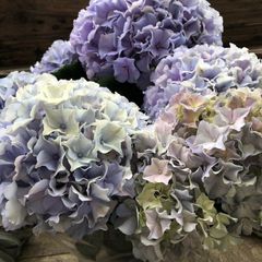 ❀ご購入前にコメントお願い致します❀輸入アジサイ 苗 - メルカリ