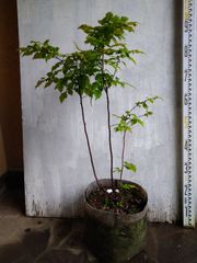 ニーム　インドセンダン　④　5年生　メルカリ便 ニーム インドセンダン ④ 5年生 メルカリ便 - メルカリ