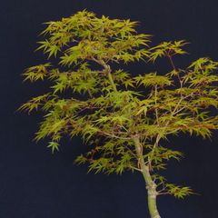 モミジ盆栽 樹高50cm 希少なモミジ・色鮮やかな葉・魅力的な樹姿