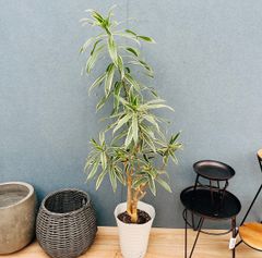 在庫］キンコウボク 7号 観葉植物 屋外 珍しい 金厚朴 香水 花