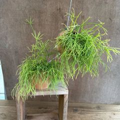 ☘観葉植物☘ホヤ リネアリス ㉖ 抜き苗 - メルカリ