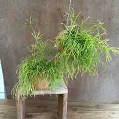 【サンプル】パルムポット　リプサリス カスッサ  Rhipsalis cassutha カスタ バッキフェラ 糸葦 イトアシ 森林サボテン ジャングルサボテン 観葉植物 観葉 植物  多肉植物 多肉 カクタス サボテン ハンギングにオススメ グリーン