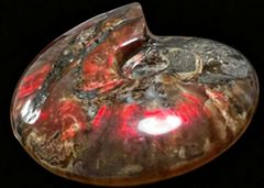 アンモナイト オパール化 一部メノウ化 マダガスカル産 数万個の中の一個☆天然マダガスカル産 ☆ 縫合線オパールアンモナイト