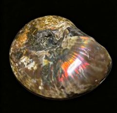 貝殻 アカネアワビ 特大 21cm 極美品 コーラルレッド 貝 560グラム