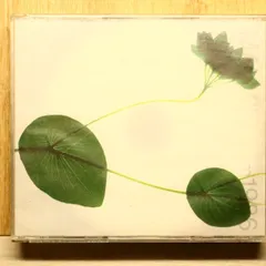国内盤CD★今井美樹/Miki Imai■ IMAI、MIKI from 1986 【FLCF3719/4988018310563】Q71948のサムネイル