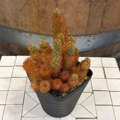 マミラリア エルサム サボテン ふわふわ 棘なし サボテン - メルカリ