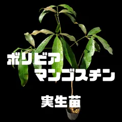 2026年最新】アチャチャイルの人気アイテム - メルカリ