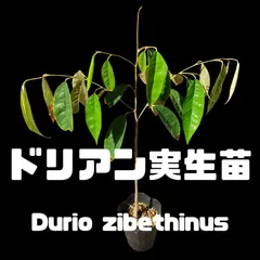 ドリアン実生苗 モントーン種(Durio zibethinus)【パンヤ科ドリアン属】のサムネイル