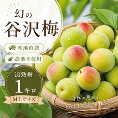 大粒青梅 2kg 無農薬栽培 希少品種 稲積梅 梅酒・梅シロップ - メルカリ