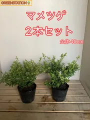 2026年最新】まめつげの人気アイテム - メルカリ