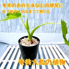 2026年最新】奄美大島ソテツの人気アイテム - メルカリ