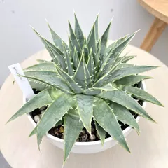 アロエ　ポリフィラ　3【現品】観葉植物　多肉植物　室内　6号のサムネイル