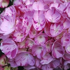 アジサイ 明鏡止水 5号 花付き 開花株 宅急便送料込み - メルカリ