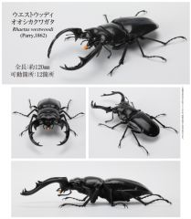 限定1個！ ニジイロクワガタ 2種セット（ケース・カード付） | Mercari