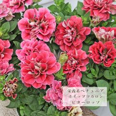 ゼラニウム チュリップ咲き ピンクパンドラ 根つき 花蕾つき - メルカリ