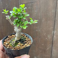 初心者OK】ガジュマル ミニ盆栽 室内可 2.5号 インテリア 観葉植物