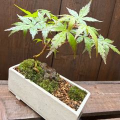 盆栽 もみじ フェイクグリーン 鉢植え エミリオロバ - メルカリ