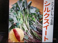 さつまいも シルクスイート 苗 10本 茨城県産サツマイモ - メルカリ