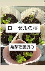 ハニカム苔玉LL用 丸皿2枚セット | Mercari