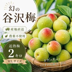 大粒希少品種】稲積梅 3kg 栽培期間中農薬不使用 梅酒·梅シロップ