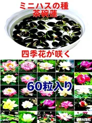 2026年最新】茶碗蓮 種の人気アイテム - メルカリ