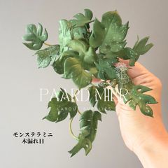 モンステラデリシオーサマクロコズム超希少系統鉢植え88㎝ - メルカリ