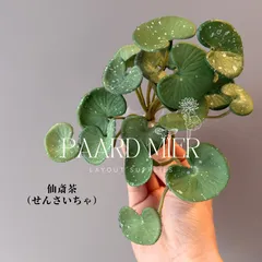 2026年最新】セイブシシバナヘビの人気アイテム - メルカリ