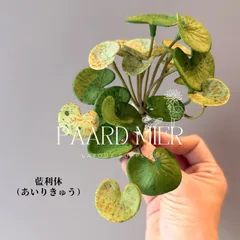 【藍利休】レイアウト用品　フェイクプランツ　爬虫類　両生類のサムネイル